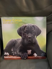 Border Collie 2026 Calendar | Dog Breed Gift Wall Hang Month View Eco Recycle