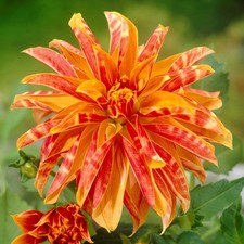 Dahlia Giraffe 3 Tuber Clumps