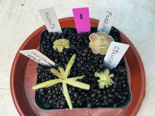 Pinguicula collection 1 - pinguicula,