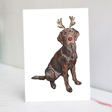 Festive Chocolate Labrador