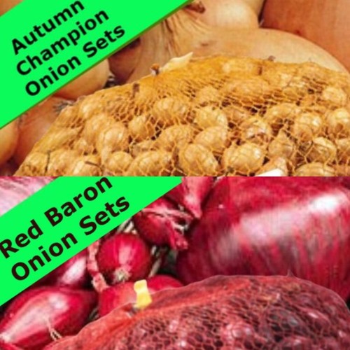 Onion sets autumn planting - sets,