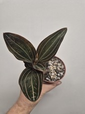 Ludisia Discolor | Jewel