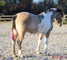 Equine Horse Pony Tail Bag
