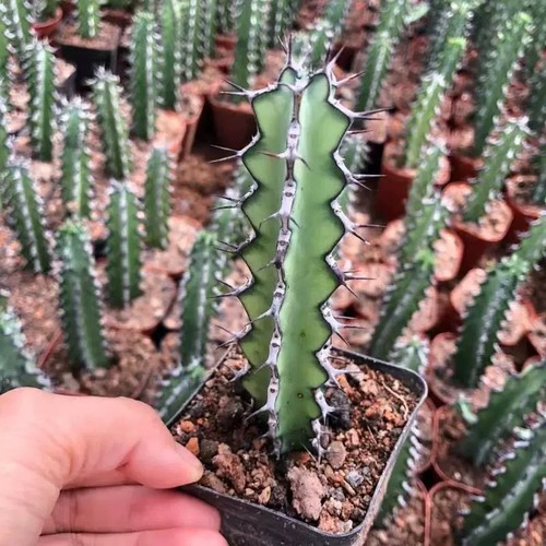 15cm succulent cactus plant - cactus,