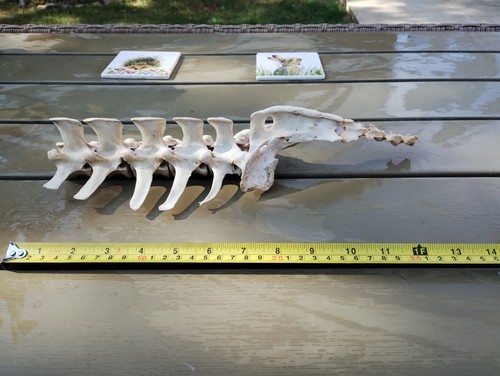 Fallow deer bones - bones, (spine