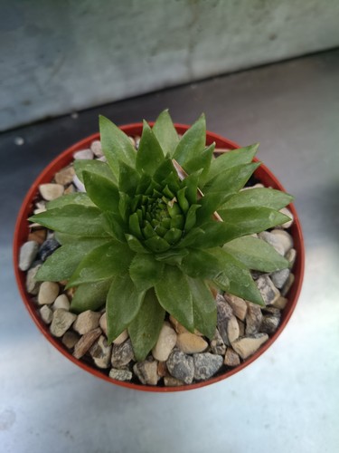Sempervivum succulent plant - sempervivum,