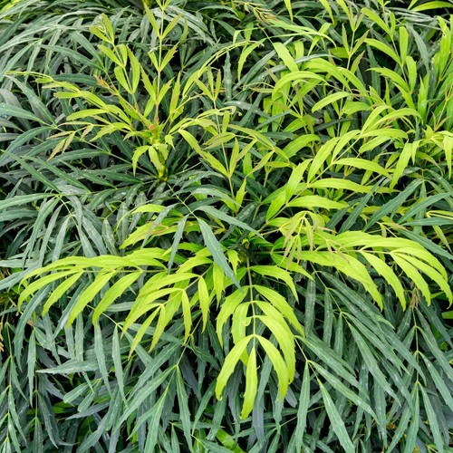 Mahonia sweet winter - sweet,