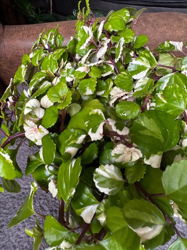 Variegated swedish ivy - swedish,