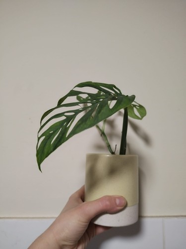 Unusual monstera double - monstera, 'double