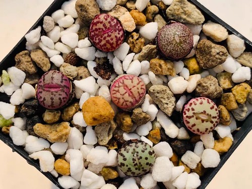Mixed conophytum obcordellum - conophytum,