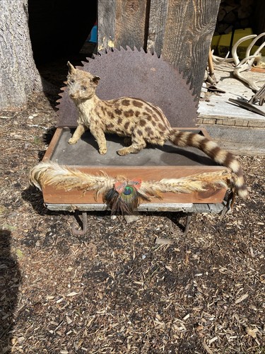 Super cool african genet cat - genet,