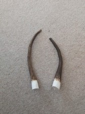 Red Spiker Stag Deer Antlers x