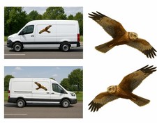 Hen Harrier In Flight, PAIR
