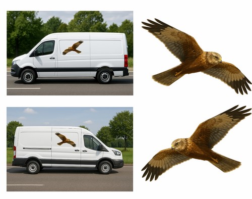Hen harrier flight - harrier, pair