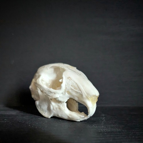 Genuine rabbit skull taxidermy - skull,