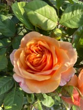 David Austin English Rose 