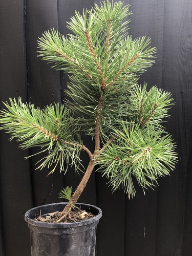 Scott pine bonsai - pine,