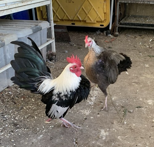 Old english game bantam - old, pack