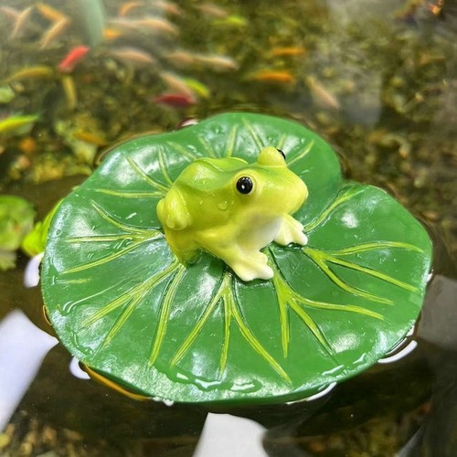 Water lily leaf with - leaf,