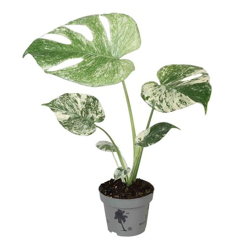 Monstera deliciosa mint - monstera,