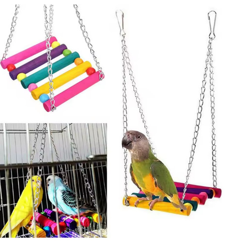 Pet bird parrot parakeet - pet,