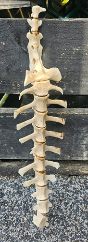 Sheep vertebrae spine - , bone