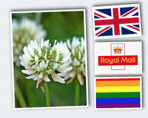 White clover seeds - seeds, -wild