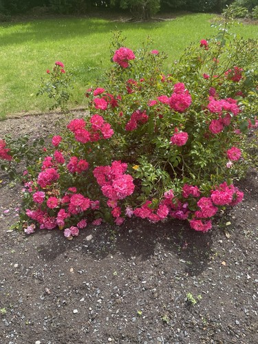 Ground cover roses - cover,