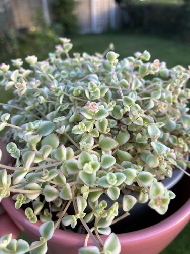 Crassula pellucida subsp
