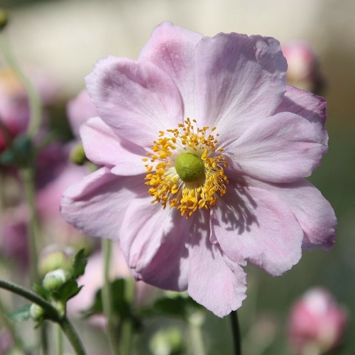 Anemone hybrida queen - x, 'queen