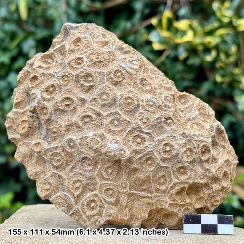 Hexagonia coral fossil - , –