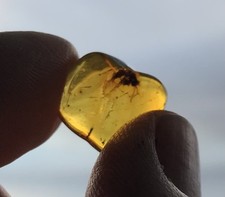 Baltic Amber Ant Fossil -