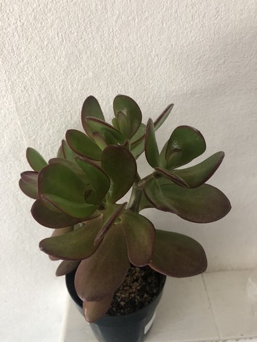 Crassula ovata jade money - crassula,