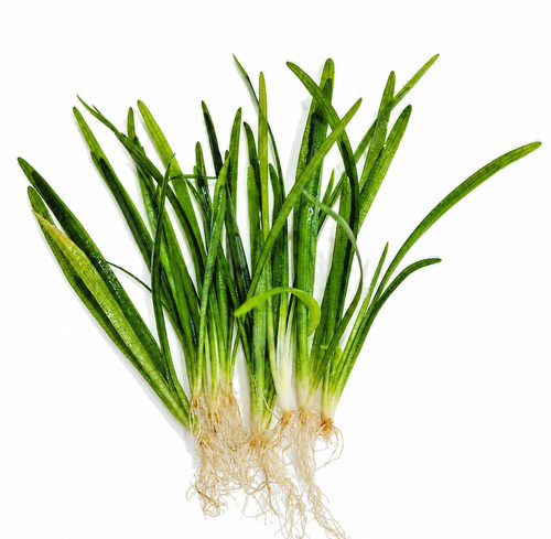 Sagittaria subulata var - x,