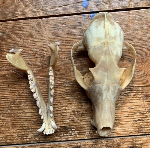 Taxidermy fox skull 2 - taxidermy,