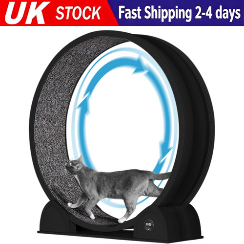 Cat exercise wheel - exercise,