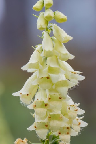 Digitalis lutea straw foxglove - lutea,