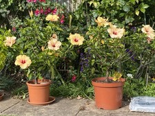 Exotic Hibiscus Rosa-Sinensis