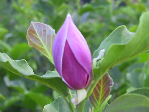 Magnolia betty well grown - 'betty',