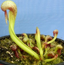 DARLINGTONIA CALIFORNICA (Cobra Lily) carnivorous pitcher plant grown from seed!
