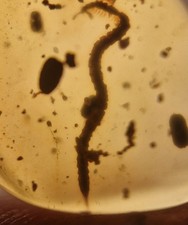 Beautiful Millipede 100