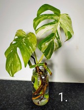 TLC Monstera Albo - Bundle 1 - READ DESCRIPTION