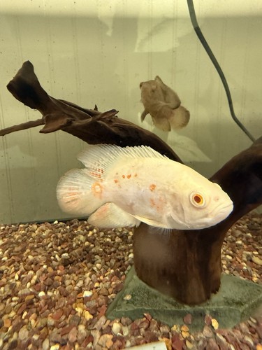 Albino tiger oscar live - tiger,