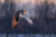 Short Eared Owl in Flight at