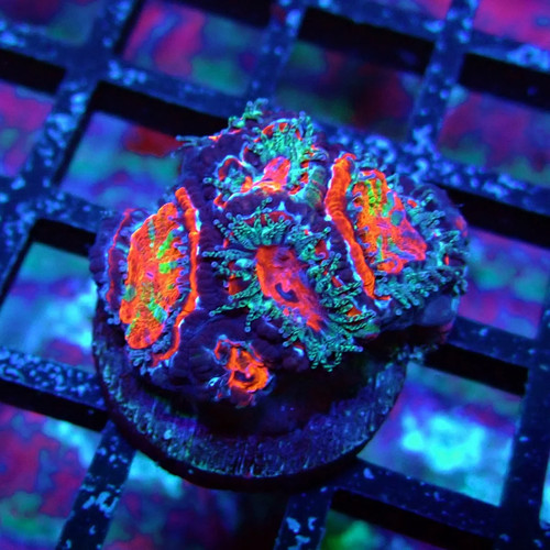 Wysiwyg acan lord coral frag - acan,