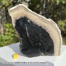 Polished palm tree petrified