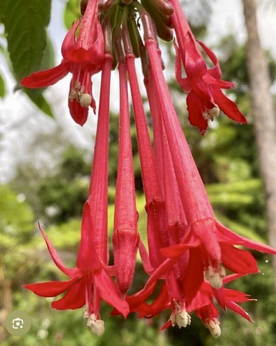 Fuchsia boliviana bolivian - boliviana,,