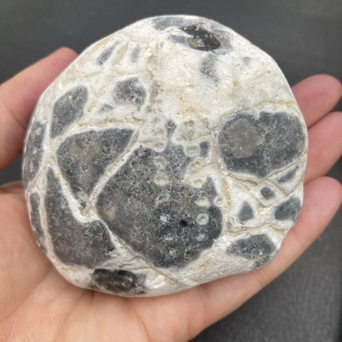 Fossil flint echinoid - , sea