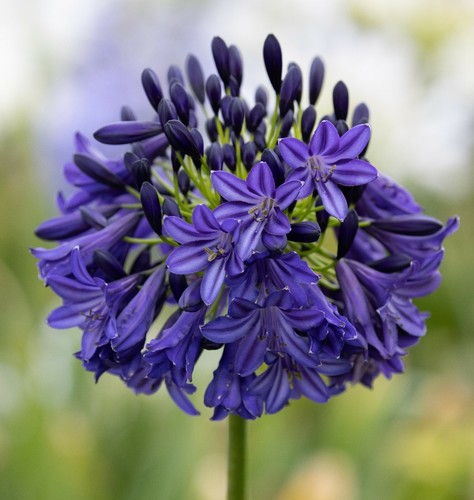 New agapanthus dark silk - new,