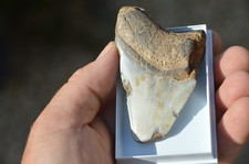 WOW, Genuine MEGALODON SHARK